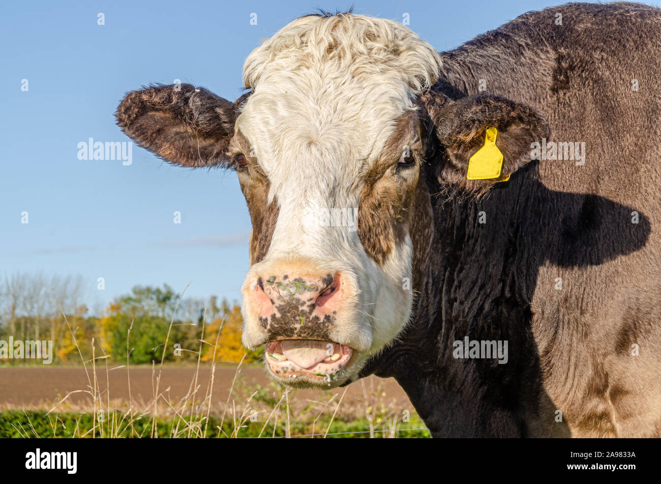 Potrait de Cow Head outdoors Banque D'Images