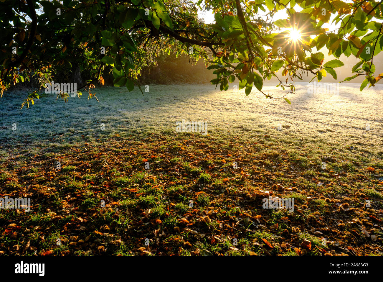 Châtaignes et motif de feuilles d'automne sous un marronnier sur une prairie givrée sous le bleu ciel du matin au lever du soleil en automne Banque D'Images