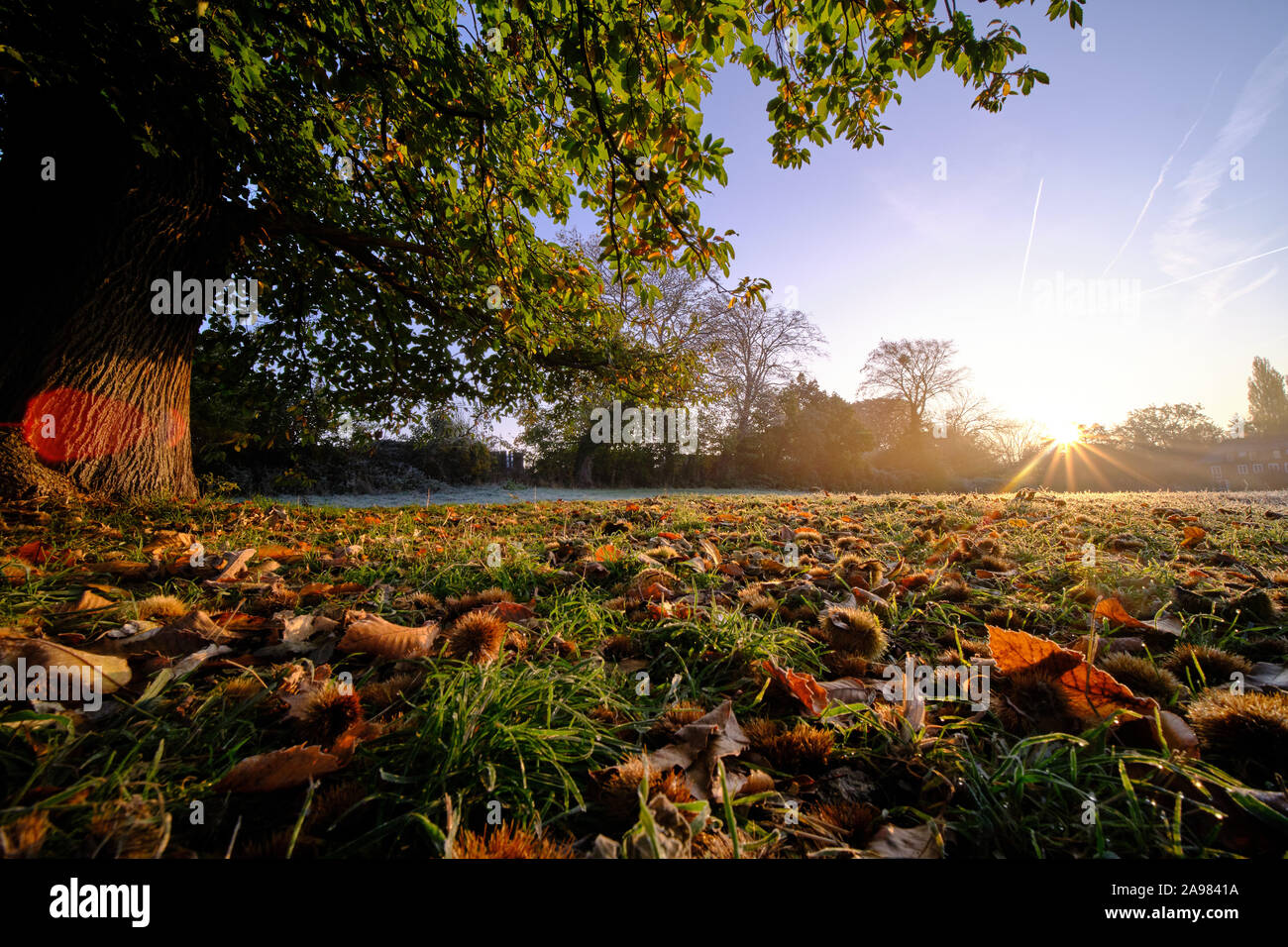 Châtaignes et motif de feuilles d'automne sous un marronnier sur une prairie givrée sous le bleu ciel du matin au lever du soleil en automne Banque D'Images