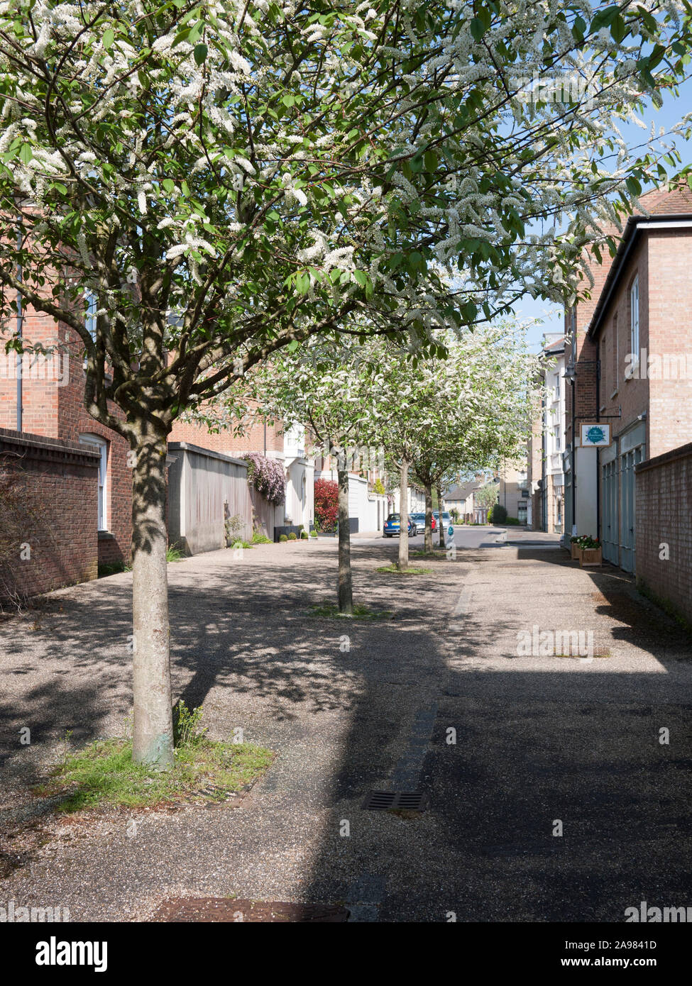 Cherry Blossom of urban Bird cherry (Prunus padus) arbre, 2004/2005, Dorchester, Dorset Banque D'Images