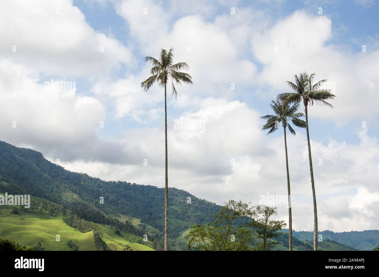 Paysage de la vallée de Cocora, avec palmiers, cire Quindio Ceroxylon quindiuense, arbre national de la Colombie. Banque D'Images