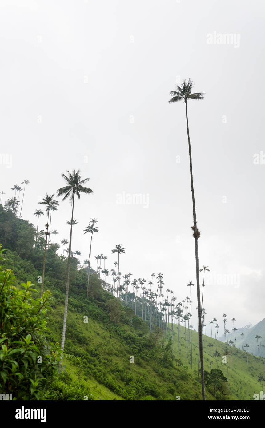 Beau paysage de la vallée de Cocora, avec palmiers, cire Quindio Ceroxylon quindiuense, arbre national de la Colombie. Banque D'Images