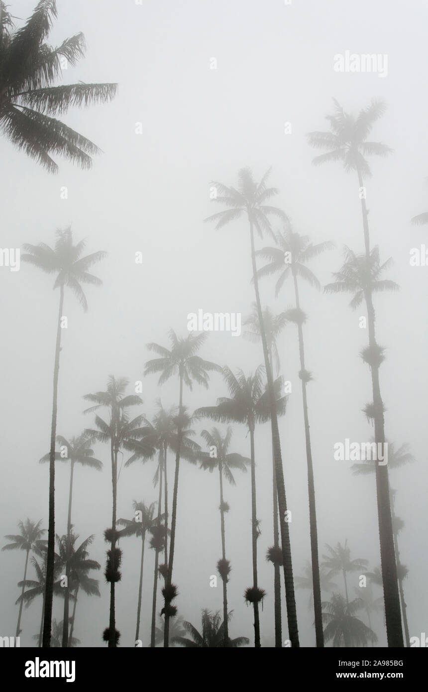 Palmiers, cire Ceroxylon quindiuense, au milieu d'un brouillard dense, dans la vallée de Cocora Banque D'Images
