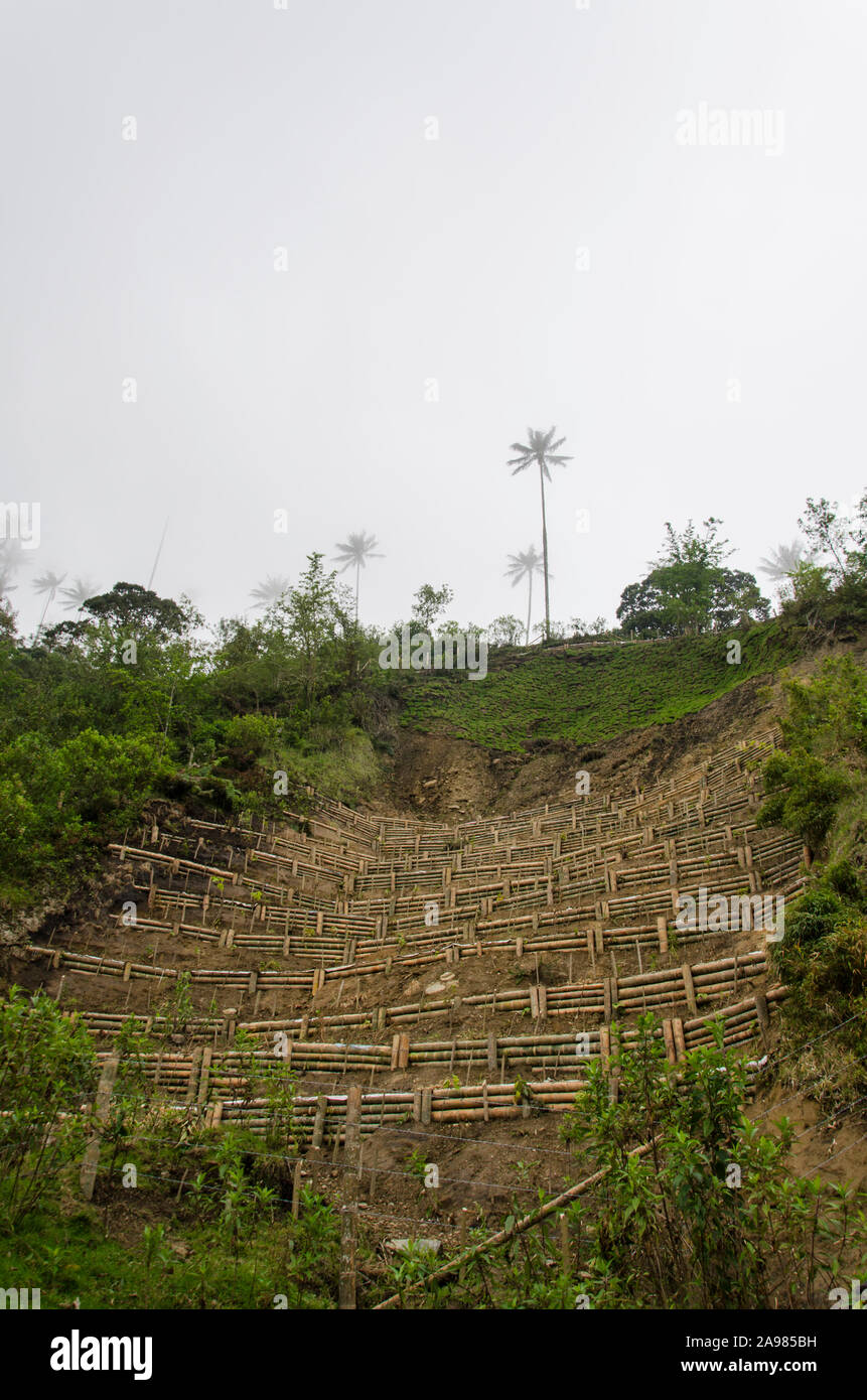 Wax palm terrace, tentative de culture de reboisement Ceroxylon quindiuense, arbre national de la Colombie, dans la vallée de Cocora Banque D'Images