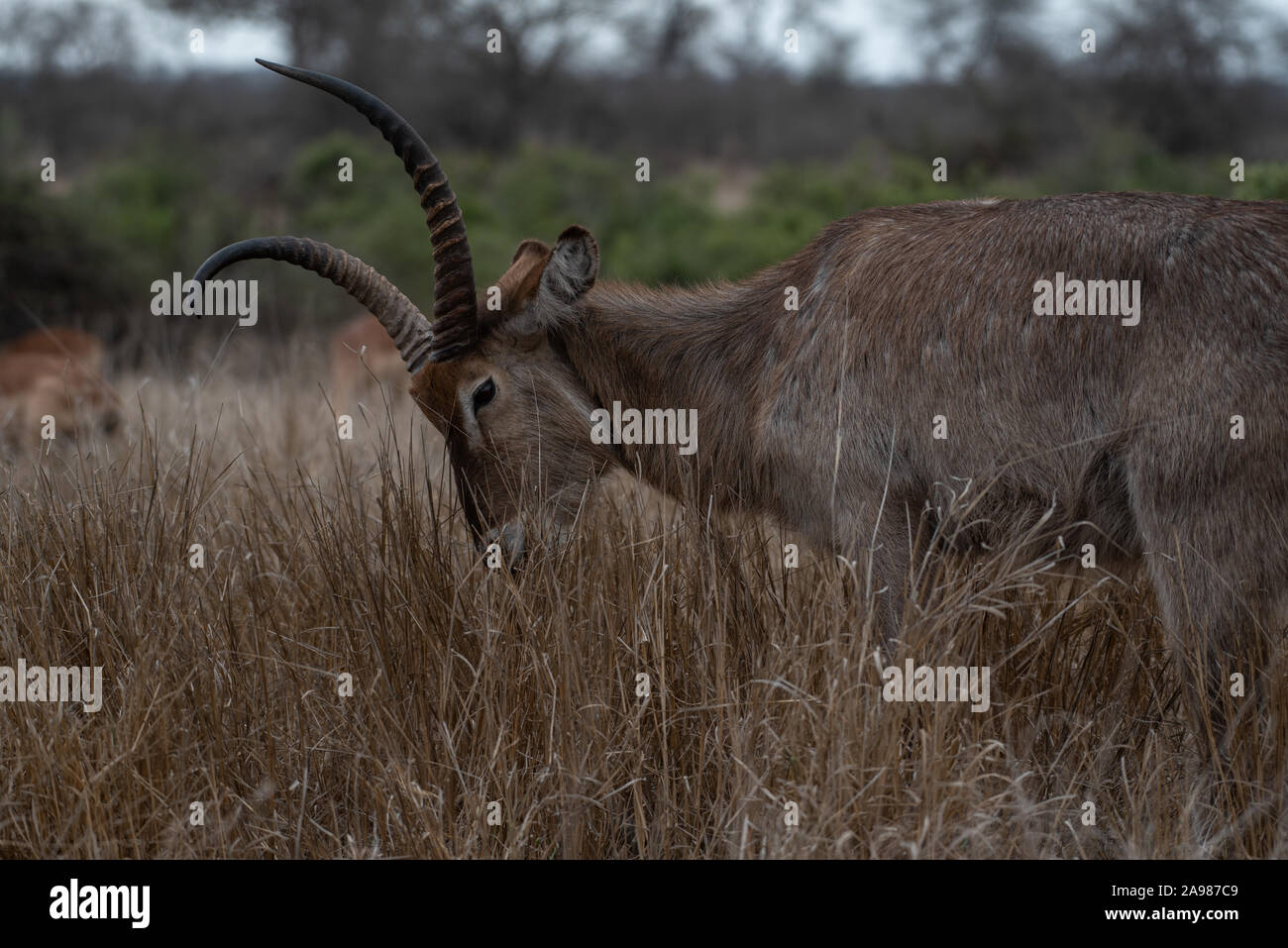 Waterbuck taureau avec une corne déformé Banque D'Images