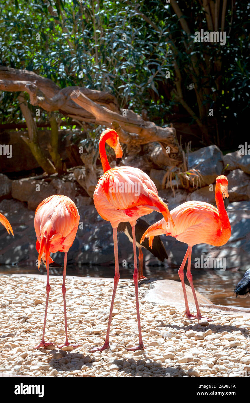 Flamingo colorés oiseaux. Gran Canaria, Îles Canaries, Espagne Banque D'Images