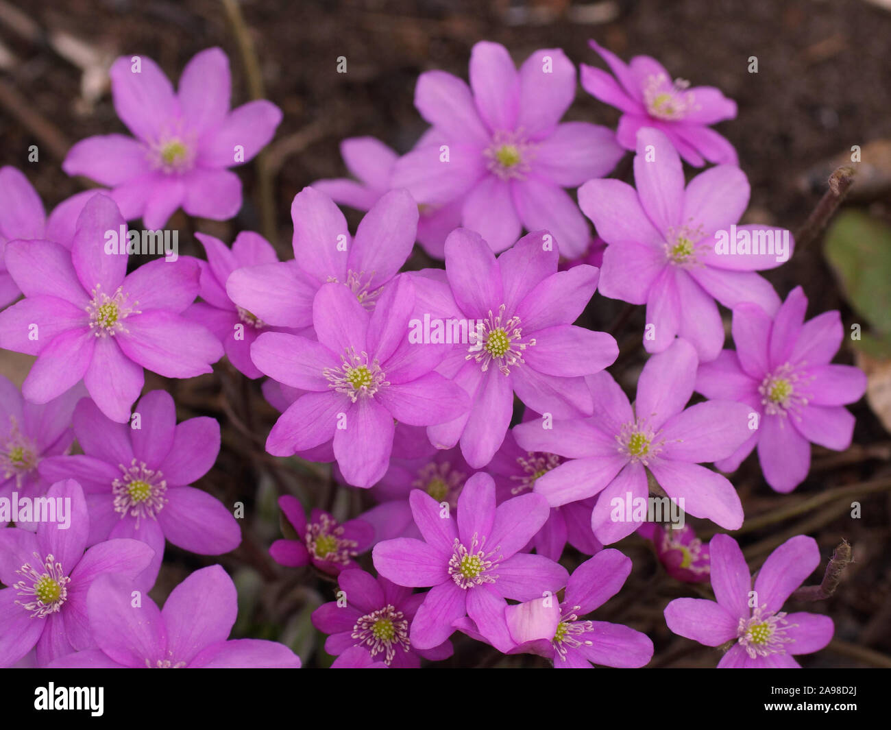 Anemone hepatica rose jardin d'hépatiques (common hepatica, hépatique, kidneywort, ombelle), Hepatica nobilis a révélé au début du printemps dans le jardin. Banque D'Images