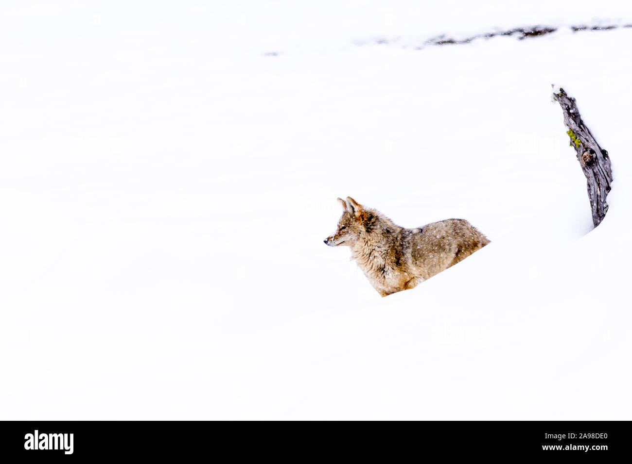 Le Coyote (Canis latrans) voyager à travers le paysage enneigé de Yellowstone National Park, Wyoming, USA. Banque D'Images