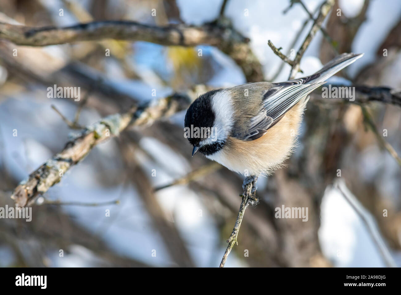 Une Mésange à tête noire (Poecile atricapillus) perché sur une branche. Banque D'Images