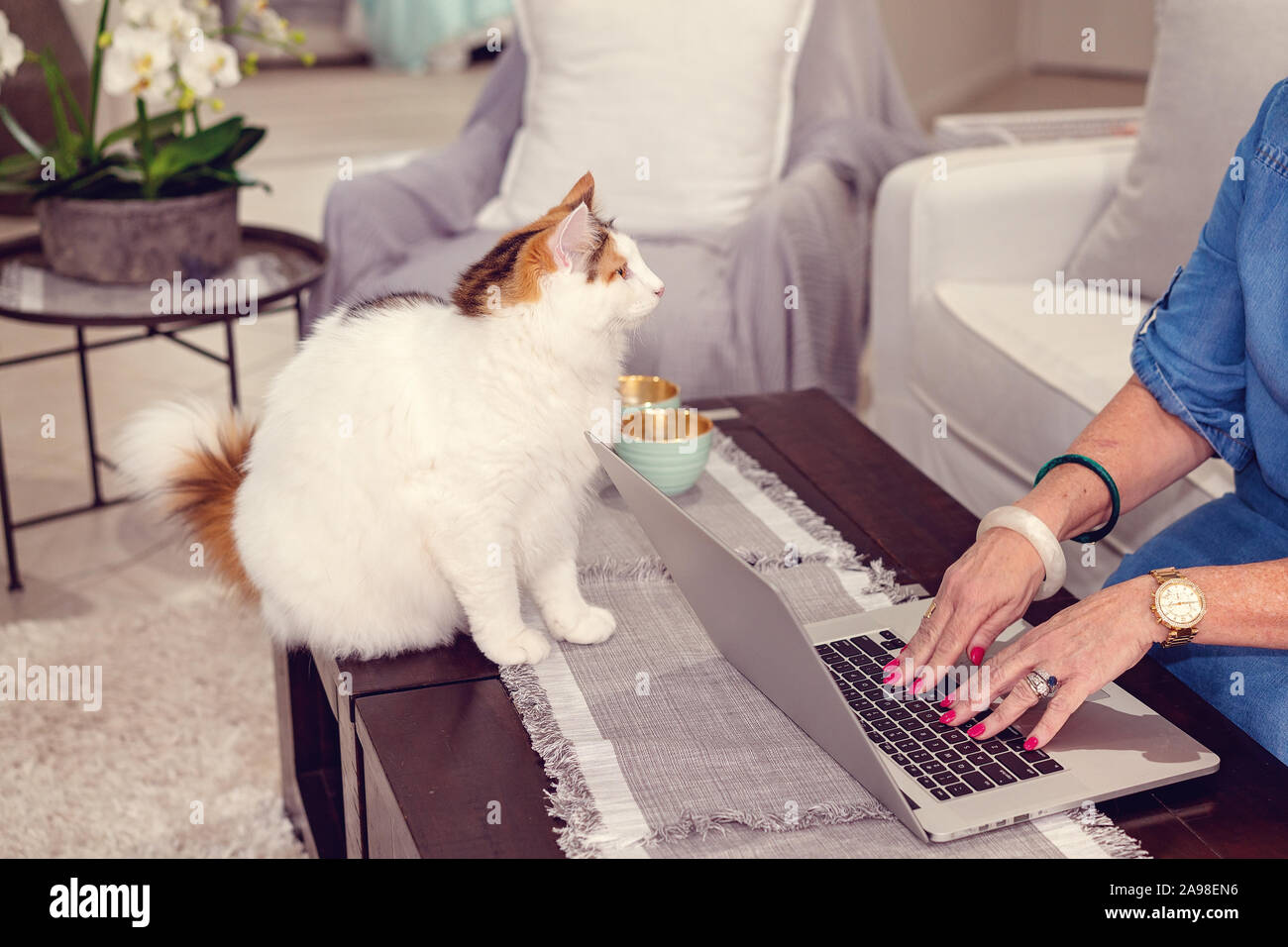 Femelle adulte espiègle chat norvégien en regardant son propriétaire de la saisie sur un ordinateur portable Banque D'Images