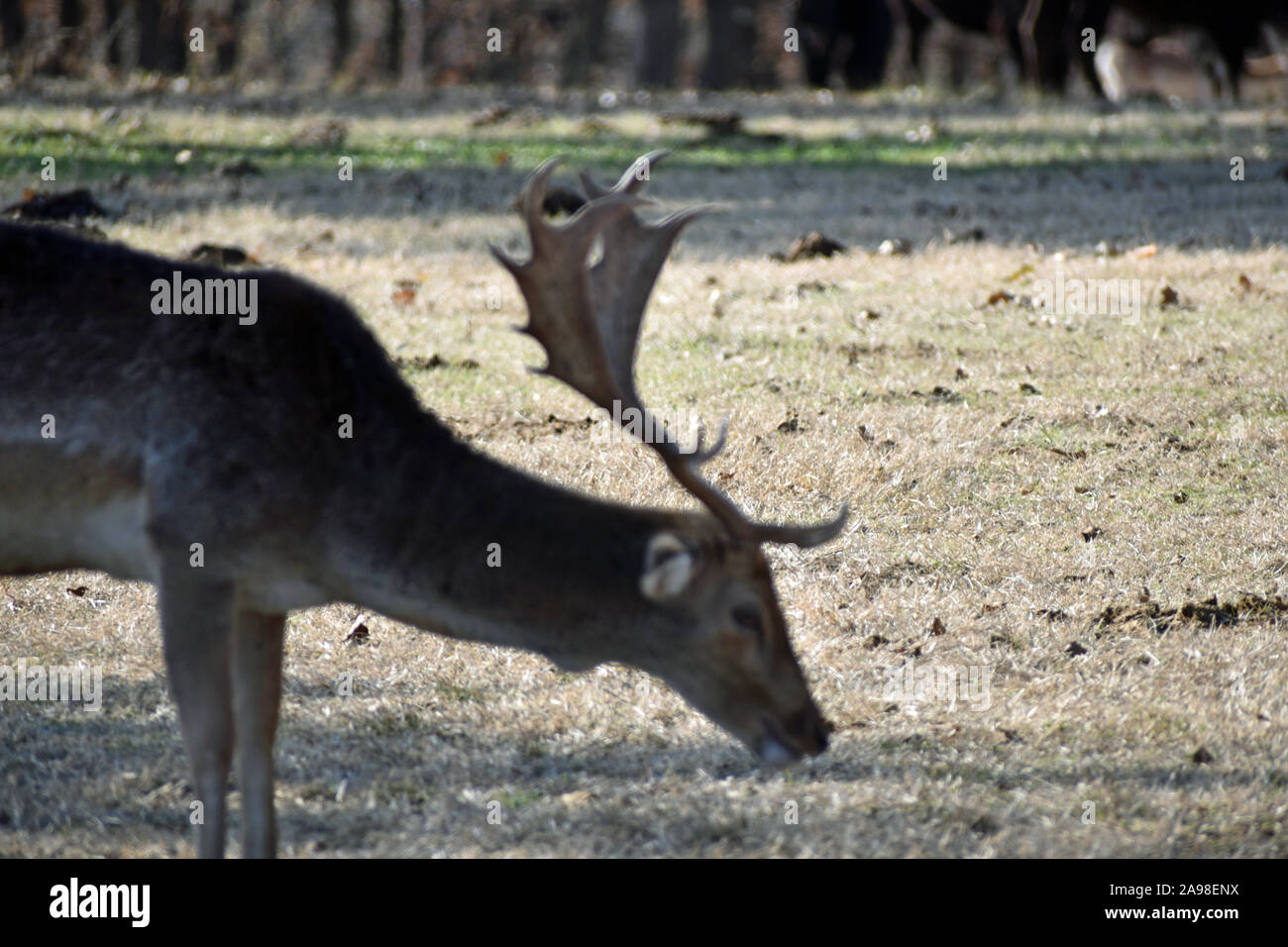 Dans le domaine des Cerfs Banque D'Images
