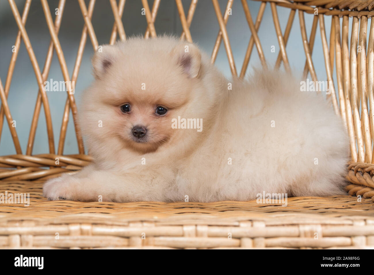 Fluffy dog white small pomeranian Banque de photographies et d'images à  haute résolution - Alamy