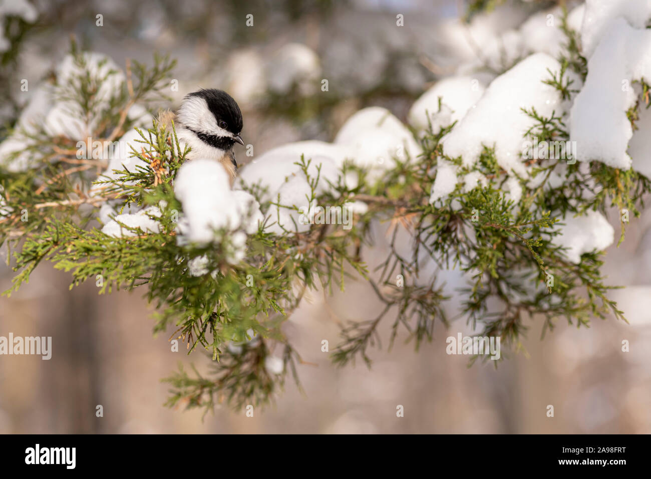 Une Mésange à tête noire (Poecile atricapillus) perché sur une branche. Banque D'Images Une Mésange à tête noire (Poecile atricapillus) perché sur une branche. Banque D'Images