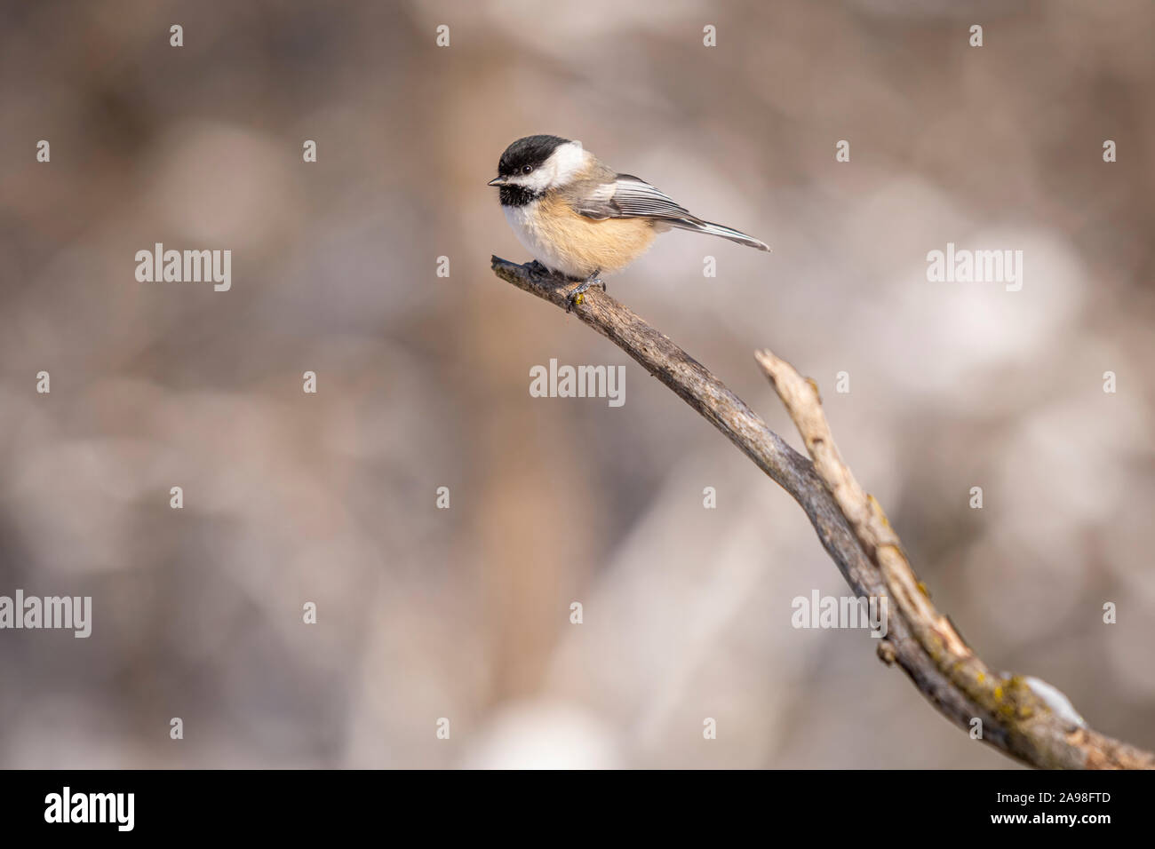 Une Mésange à tête noire (Poecile atricapillus) perché sur une branche. Banque D'Images Une Mésange à tête noire (Poecile atricapillus) perché sur une branche. Banque D'Images
