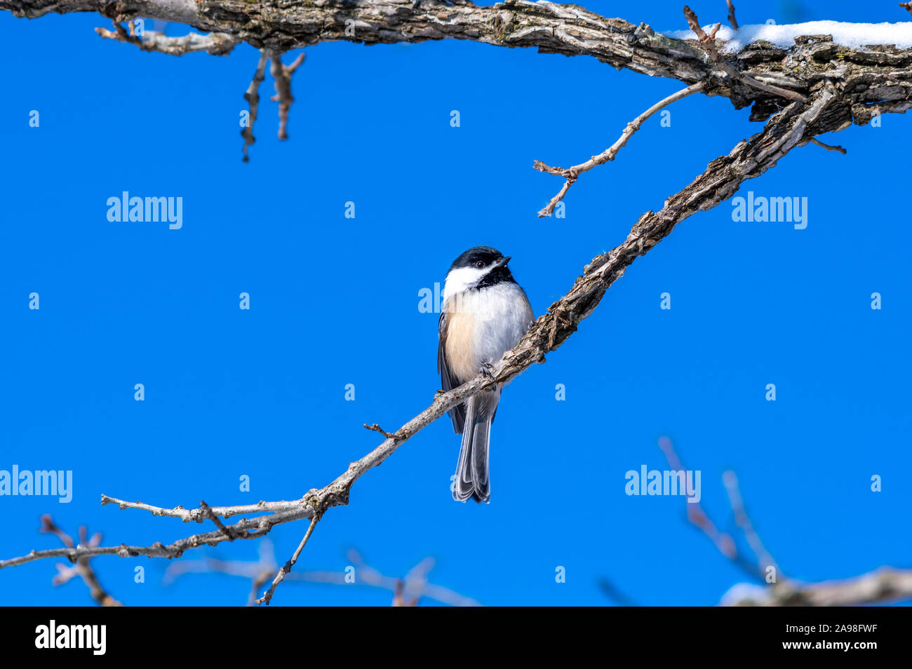 Une Mésange à tête noire (Poecile atricapillus) perché sur une branche. Banque D'Images Une Mésange à tête noire (Poecile atricapillus) perché sur une branche. Banque D'Images