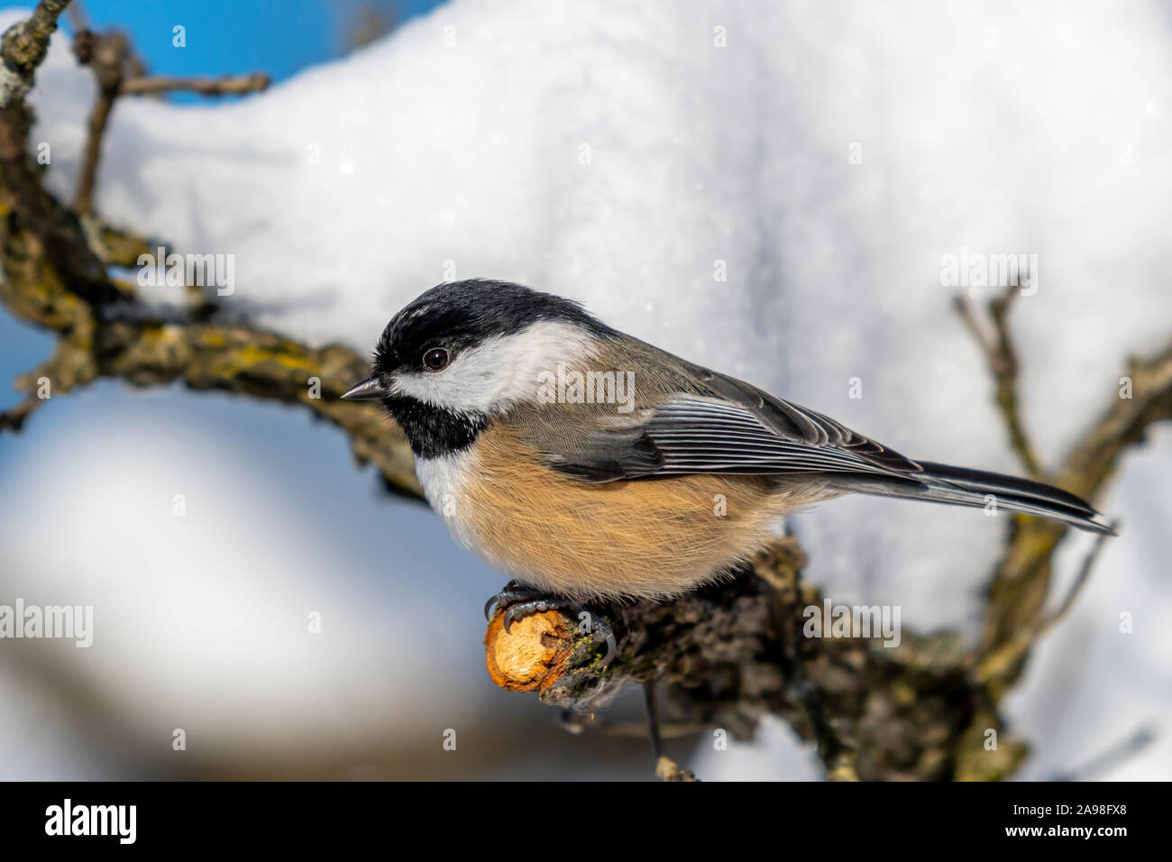 Libre d'une mésange à tête noire (Poecile atricapillus) perché sur une branche. Banque D'Images Libre d'une mésange à tête noire (Poecile atricapillus) perché sur une branche. Banque D'Images