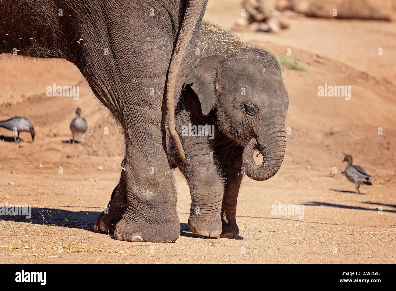 Un bébé éléphant se cacher derrière ses pattes de mères Banque D'Images