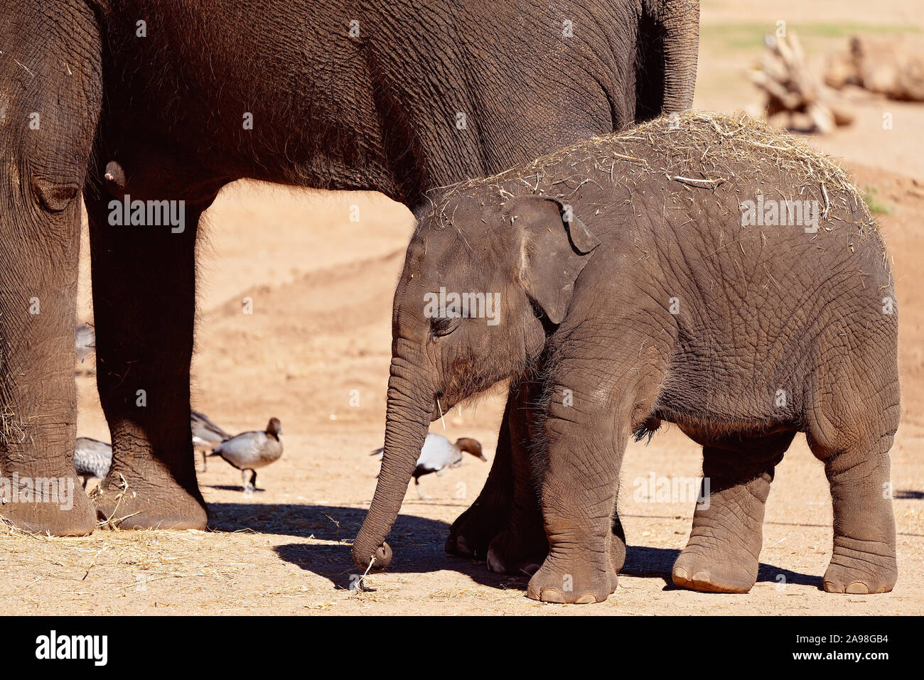 Un bébé éléphant jouant autour de ses pattes de mères Banque D'Images