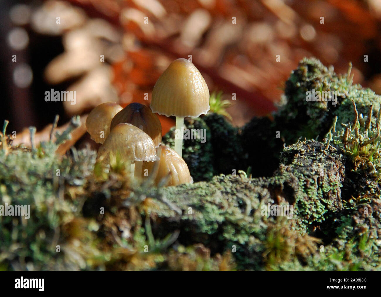 Gros plan sur les champignons se blottit dans un tronc moussu. Gros plan sur des champignons blottis dans un tronc moussu. Banque D'Images