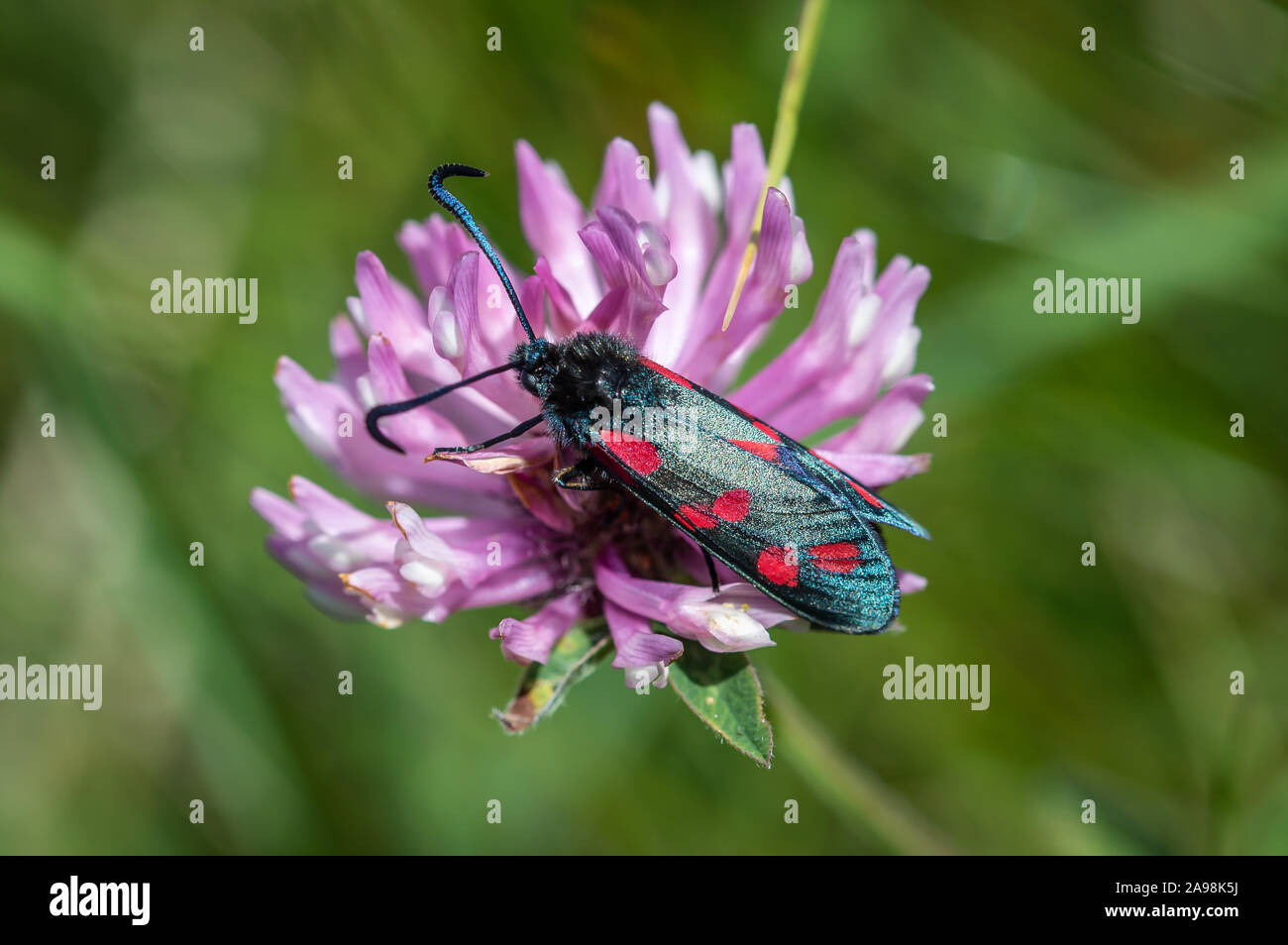 Six-spot Burnet papillon sur une fleur de trèfle rouge Banque D'Images