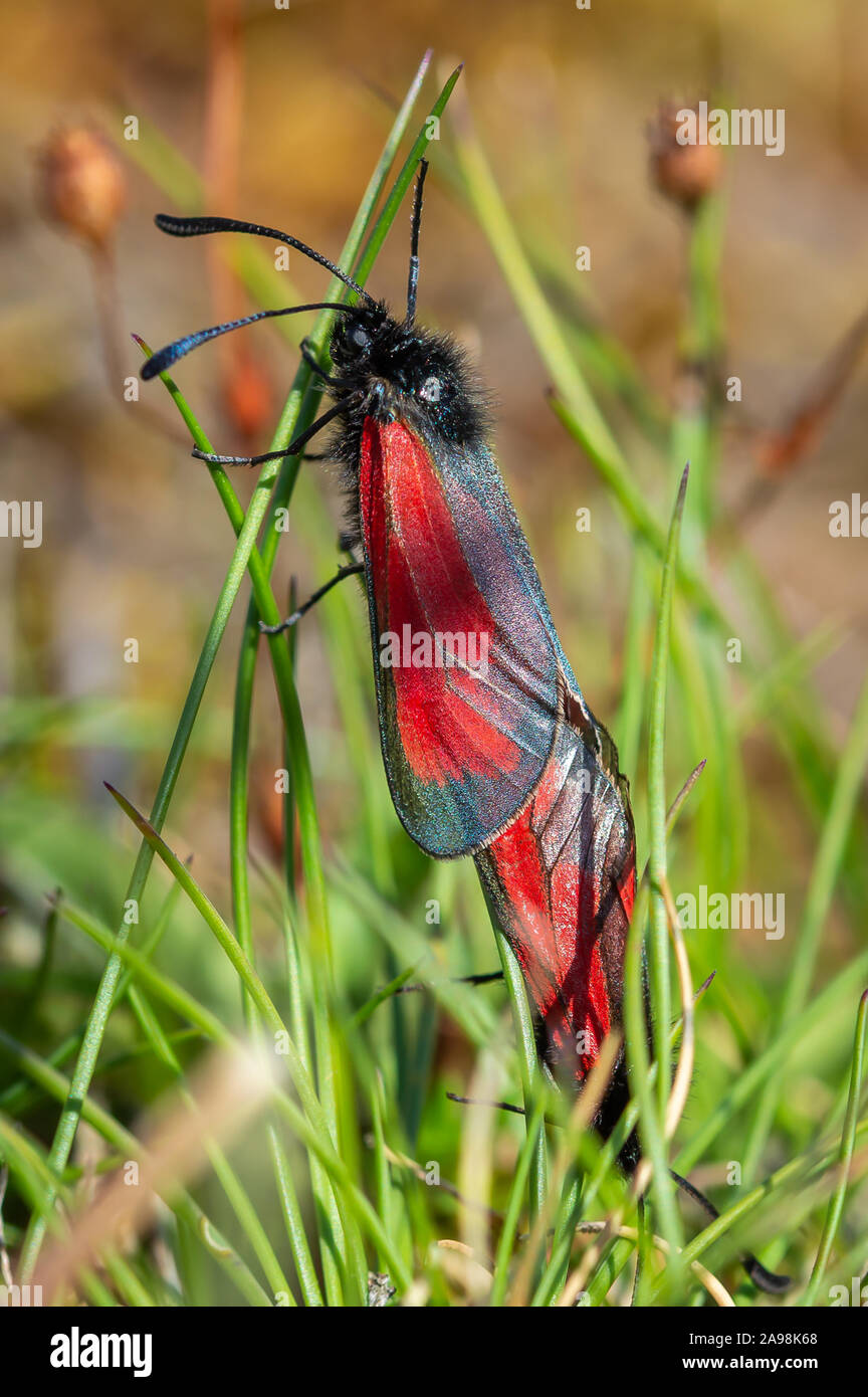 L'accouplement des papillons Burnet transparent Banque D'Images