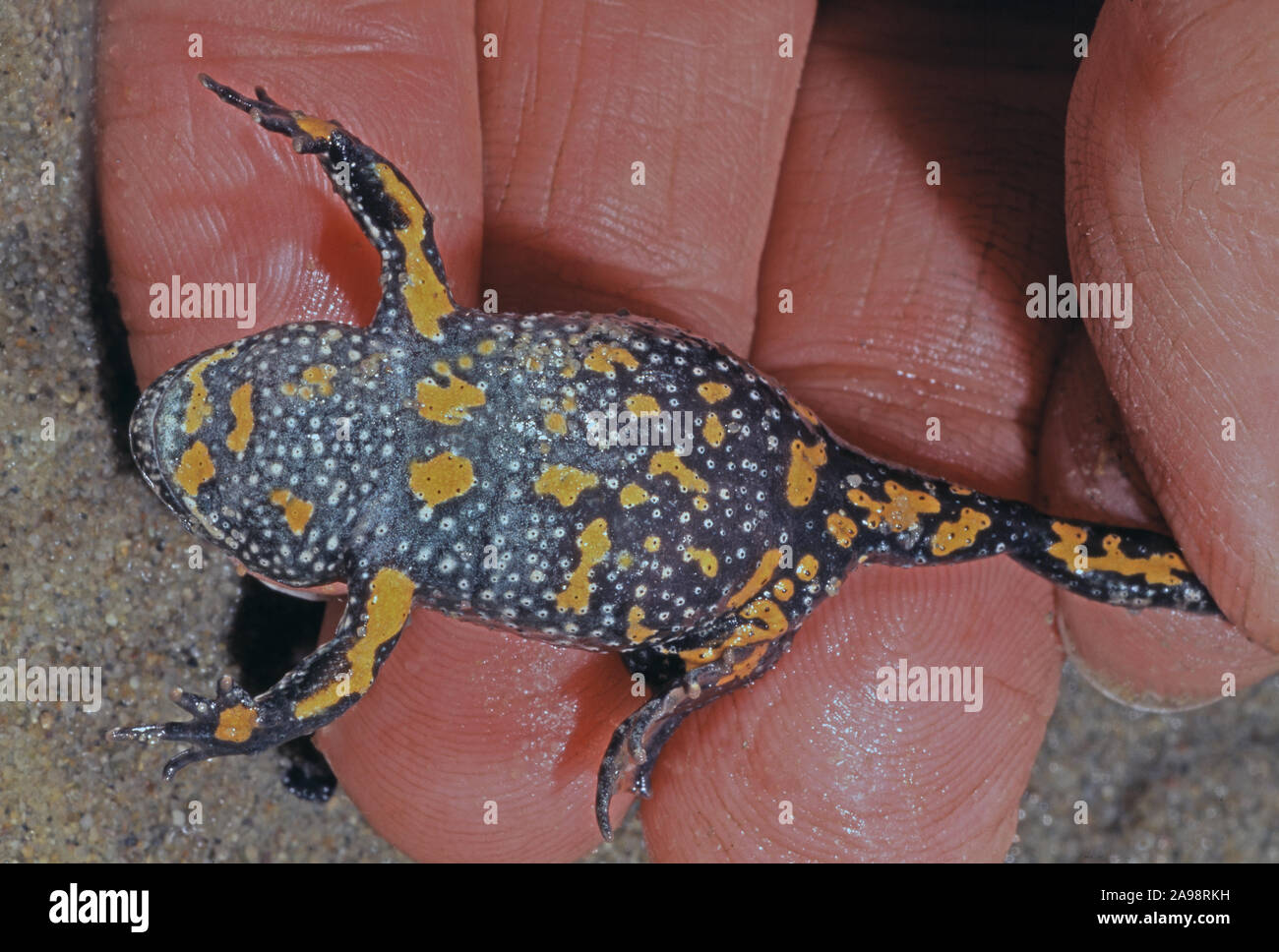 CRAPAUD À VENTRE JAUNE EUROPÉEN (Bombina variegata), tenu pour montrer sous les marques uniques de ventre, les couleurs de défense noire et jaune. Hongrie. Banque D'Images