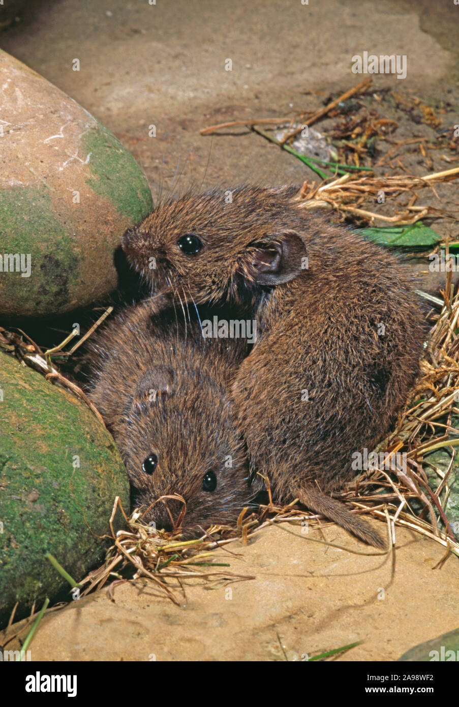 ORKNEY VOLE pair Microtus arvalis orcadensis plus grande, plus sombre, plus riche forme sur l'ouest de l'île Mainland, Orkney, Écosse Banque D'Images