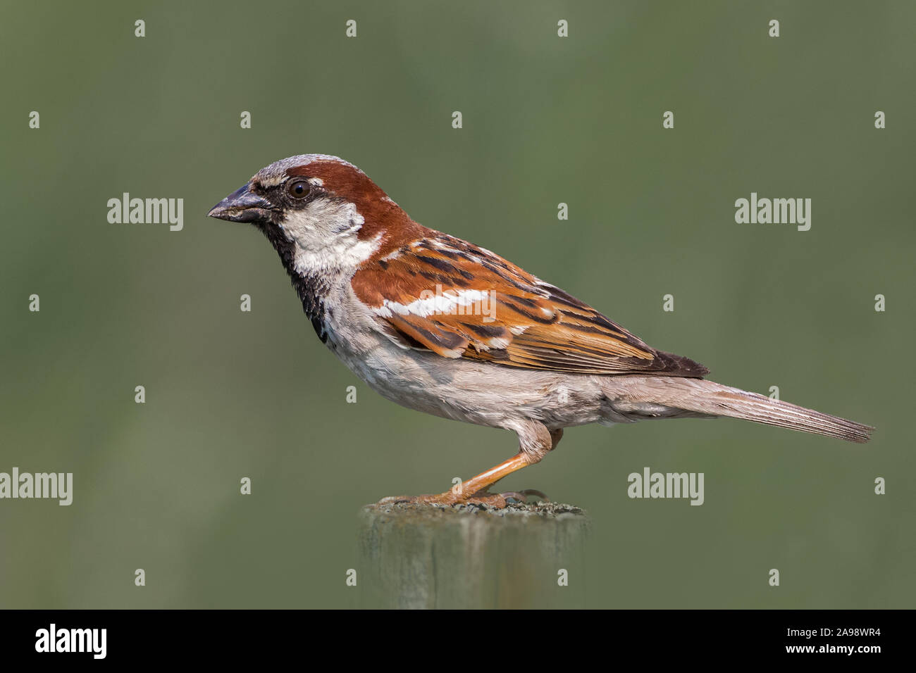 Extreme close up of Male House Sparrow sur wooden post in Green grass field Banque D'Images
