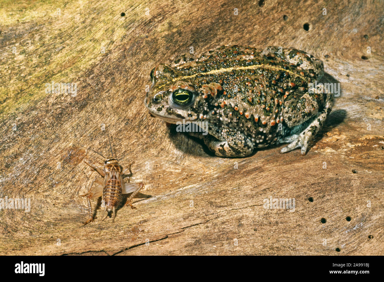 Epidalea crapaud calamite (Bufo calamita), à propos d'attraper des proies d'insectes. Originaire d'Europe de l'Ouest. Banque D'Images