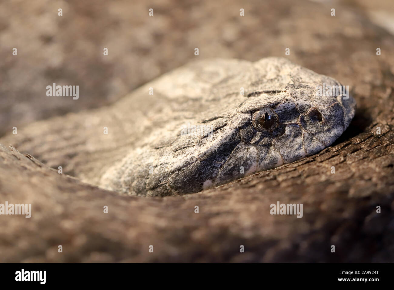 Death Adder commun Banque D'Images