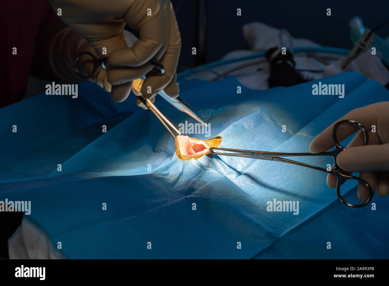 Incision chirurgicale avec pinces de dissection et d'un bistouri électrique l'abdomen de chat dans une chirurgie de stérilisation Banque D'Images