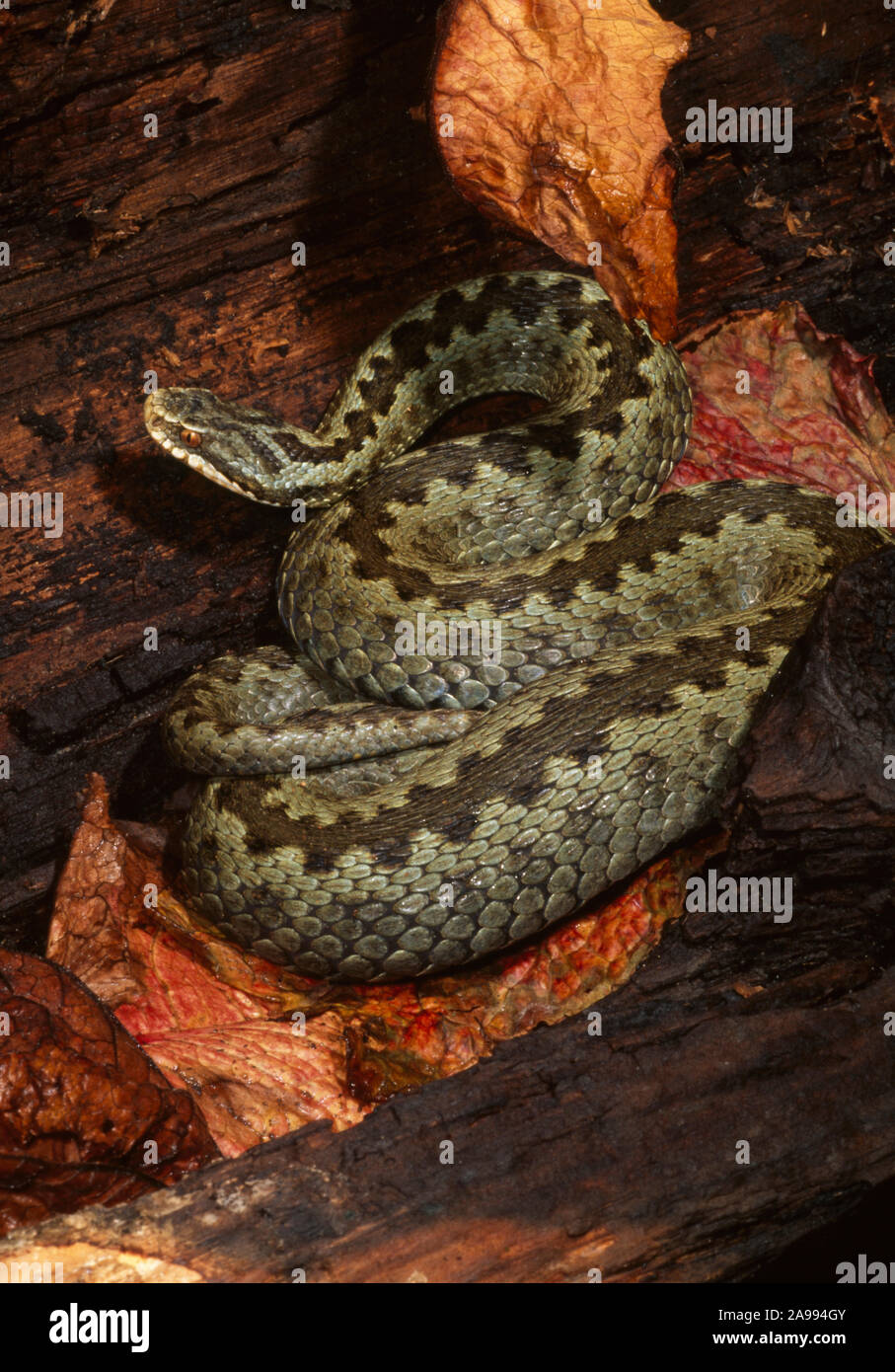 Adder, ou du Nord (vipère Vipera berus). Montrant des caractéristiques spécifiques de l'espèce, l'œil elyptical vertical de la pupille, le "V" sur le dessus de la tête de marquage Banque D'Images