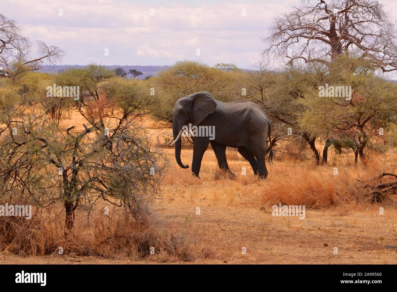 Single, balades d'éléphants d'Afrique dans les longues herbes sèches, en Tanzanie. Banque D'Images