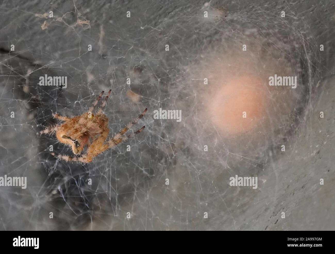 Mère Araignée Orb 2 pouces de diamètre avec son sac d'œufs enveloppés et prêtes pour l'hiver. Banque D'Images