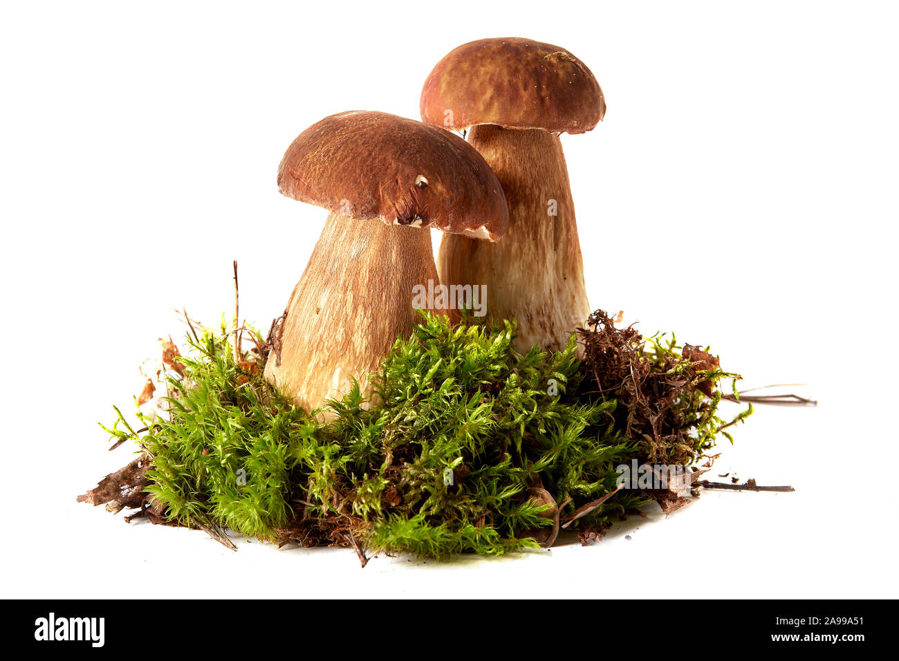 Boletus. Les champignons et la mousse. Boletus sur un fond blanc. Banque D'Images