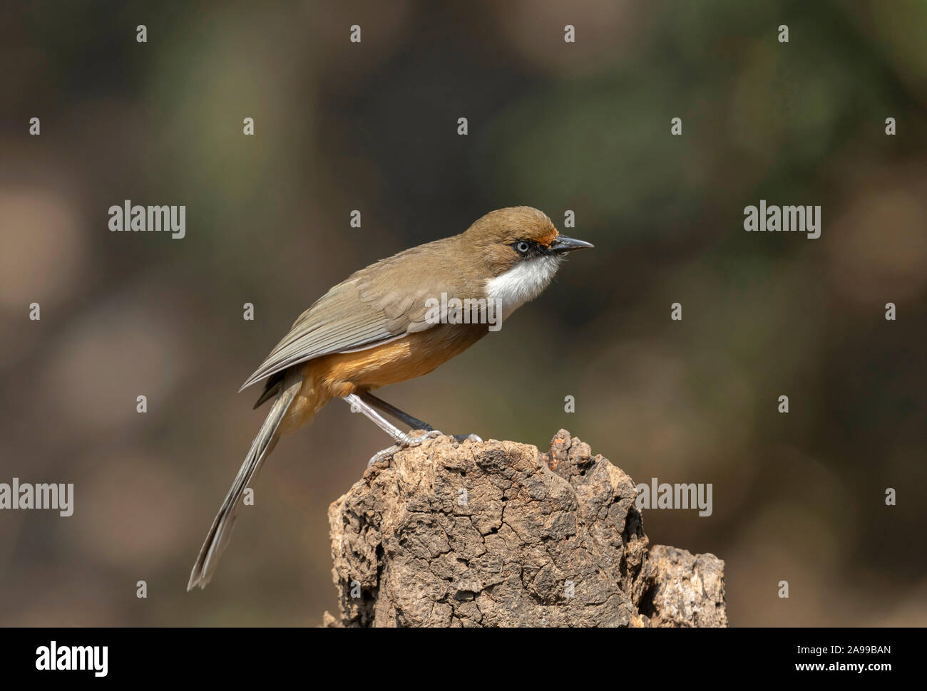 White-throated Laughingthrush, Pterorhinus frontalis, Sattal, Inde Banque D'Images