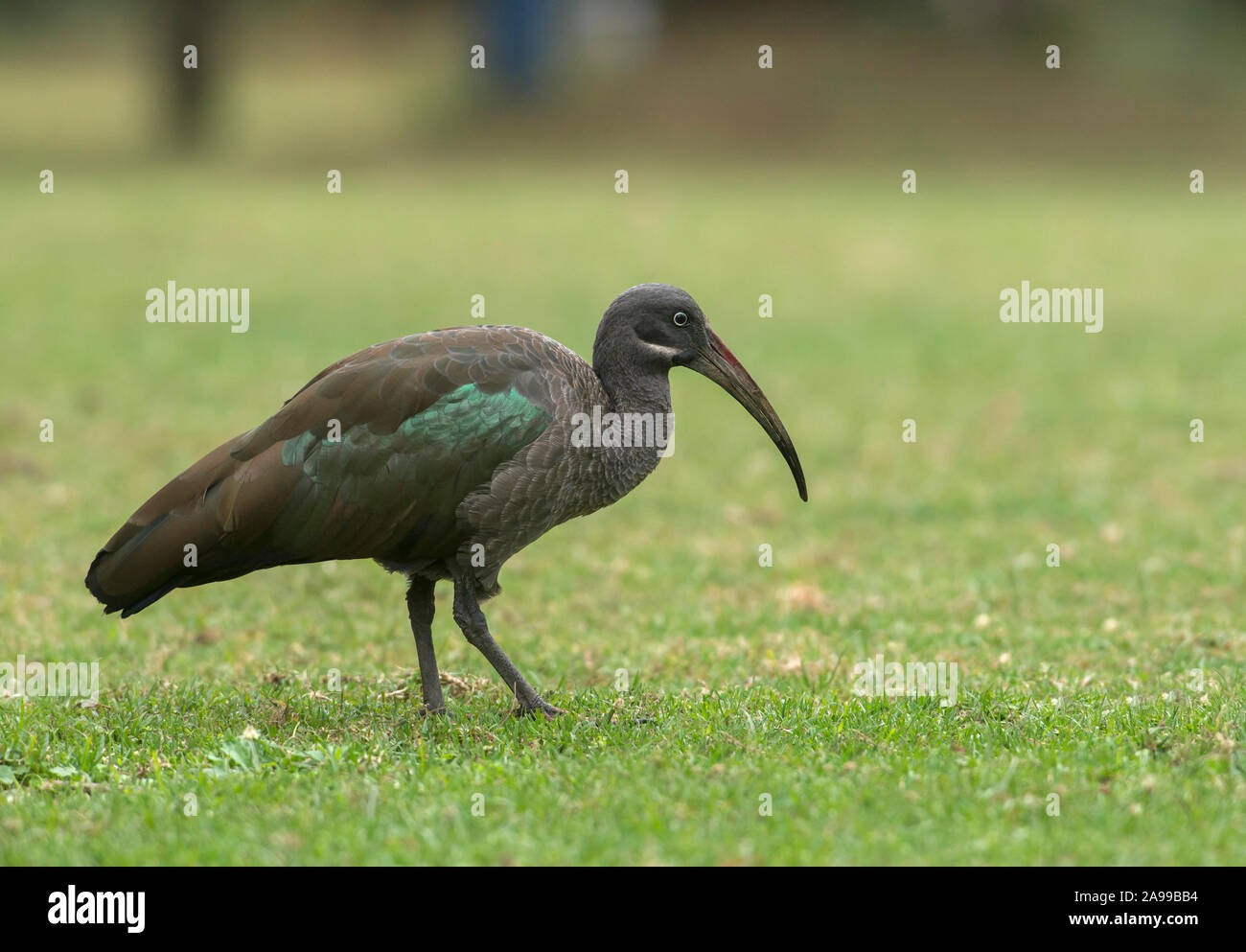 Ibis hagedash Bostrychia, hagedas, Masai Mara, l'Afrique Banque D'Images