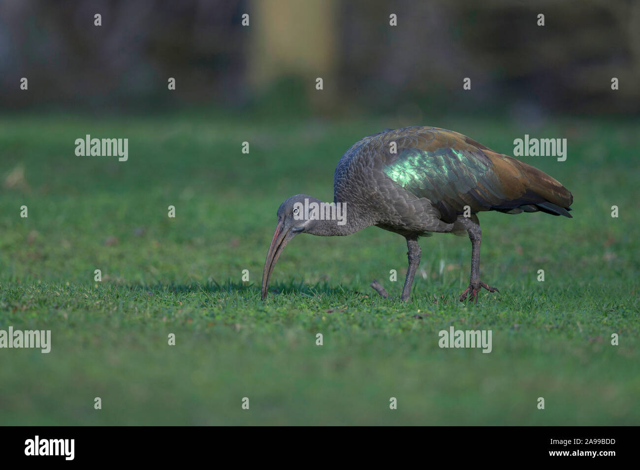 Ibis hagedash Bostrychia hagedash, Kenya, Afrique, Banque D'Images
