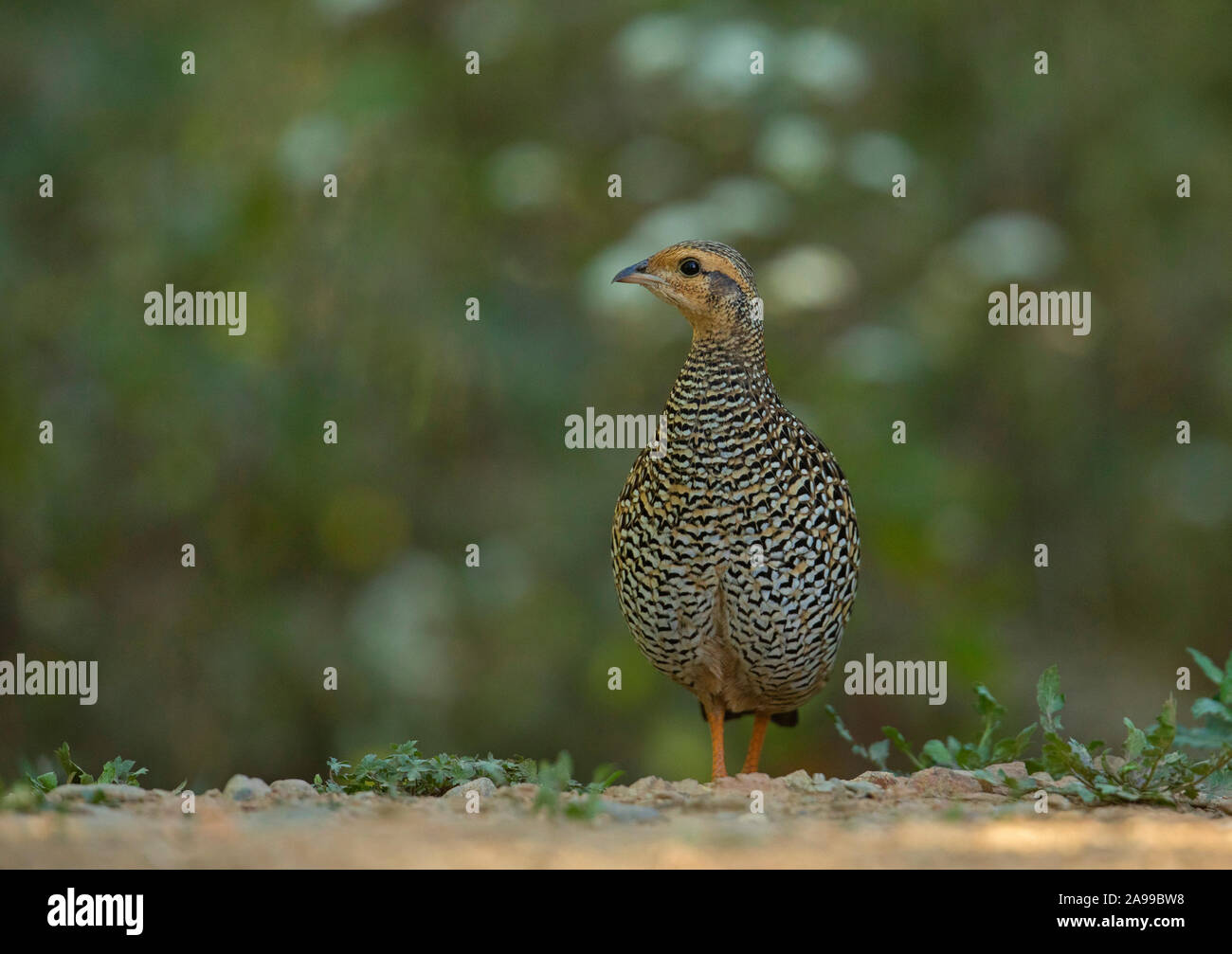Francolinus francolinus Francoline, noir, femme, Sattal, Inde Banque D'Images Francolinus francolinus Francoline, noir, femme, Sattal, Inde Banque D'Images