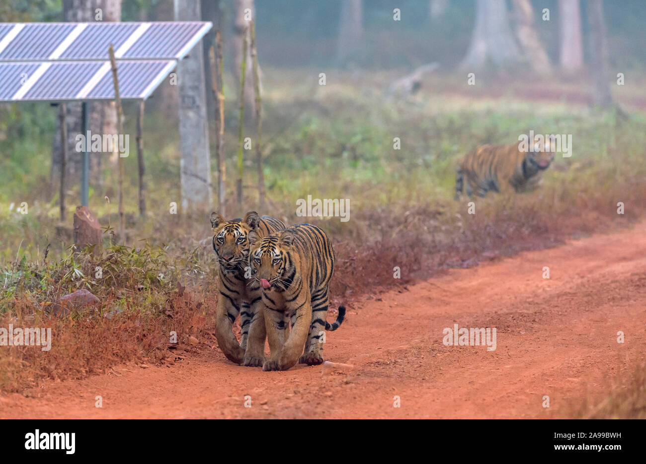 Shivanjhari des Tigres, Panthera tigris, Tadoba, Inde Banque D'Images