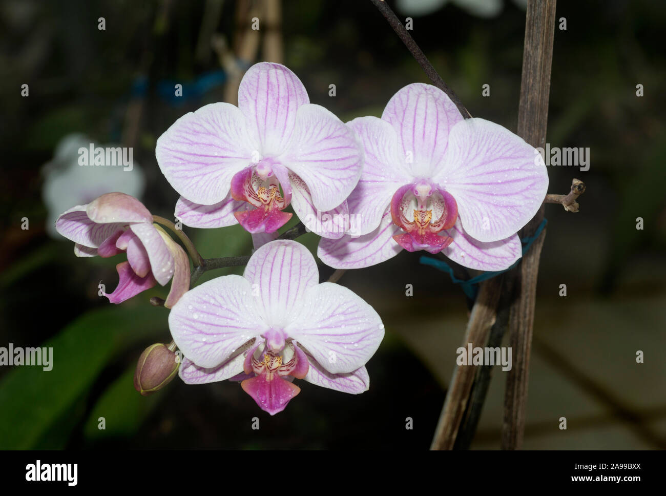 Orchidées, Gangtok, Sikkim, Inde Banque D'Images