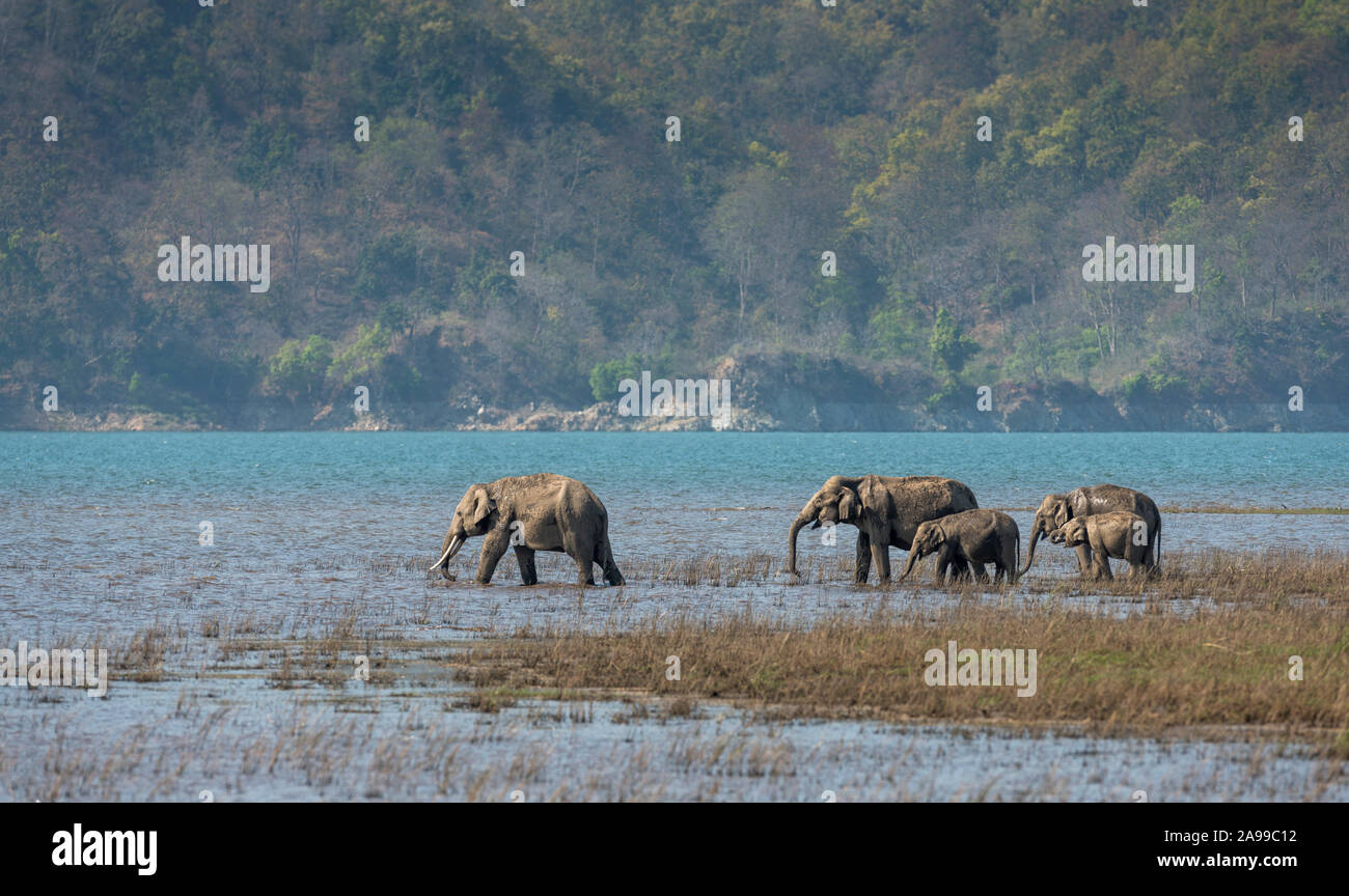 Les éléphants dans Ramnanga, rivière Dhikala, Corbett, Inde Banque D'Images