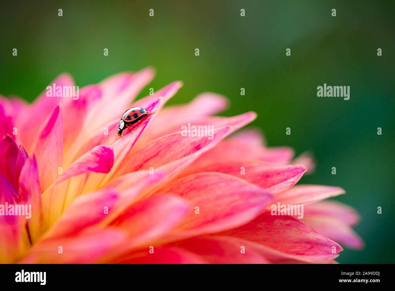 Coccinelle asiatique (Harmonia axyridis) sur belle fleur Dahlia rose et jaune dans le jardin Banque D'Images