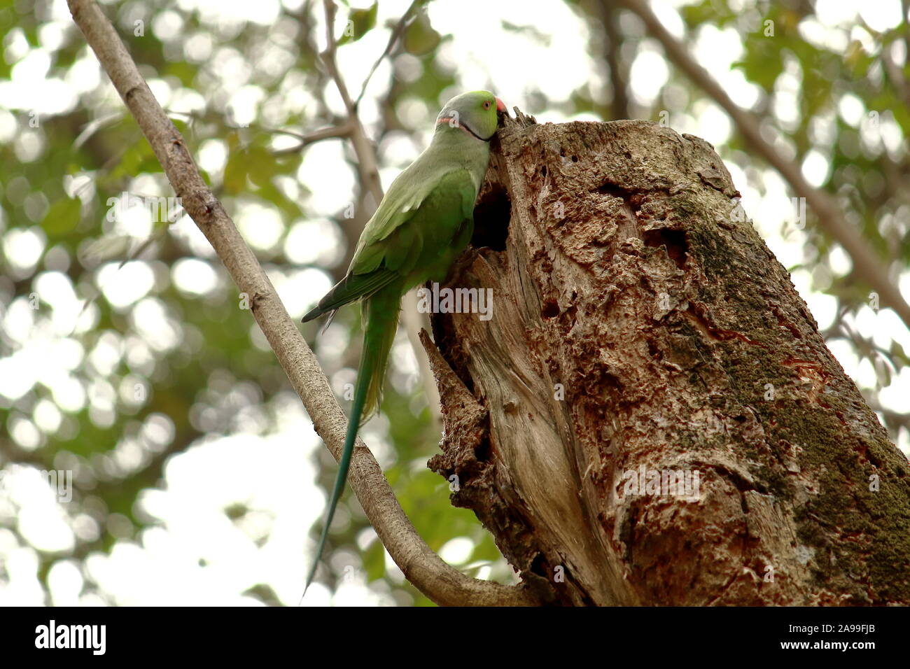 Un héron pourpré (Psittacula krameri) d'essayer de construire un nid, campagne de l'ouest du Bengale en Inde Banque D'Images
