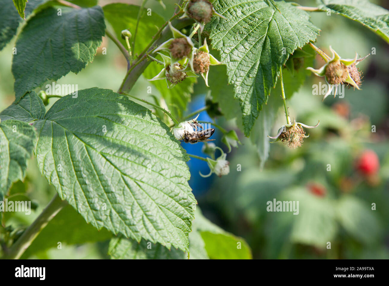 Beaucoup de framboises mûres rouges et les groupes de travail sur l'abeille fleur framboise sur un buisson. Close up de fruits frais biologiques avec des feuilles vertes sur la framboise ca Banque D'Images