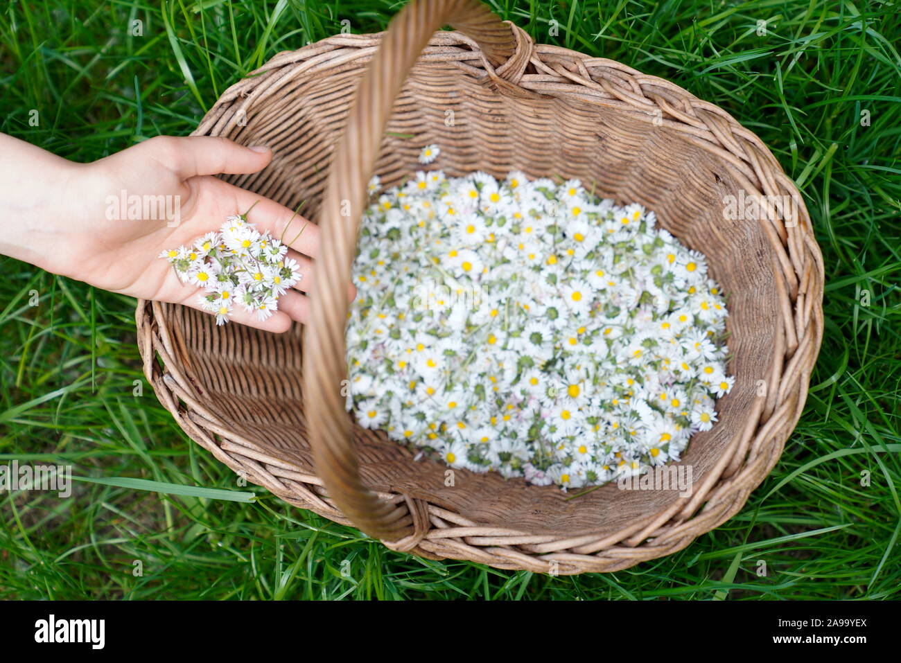 Panier en osier plein de marguerites cueillies à la main dans l'herbe Banque D'Images