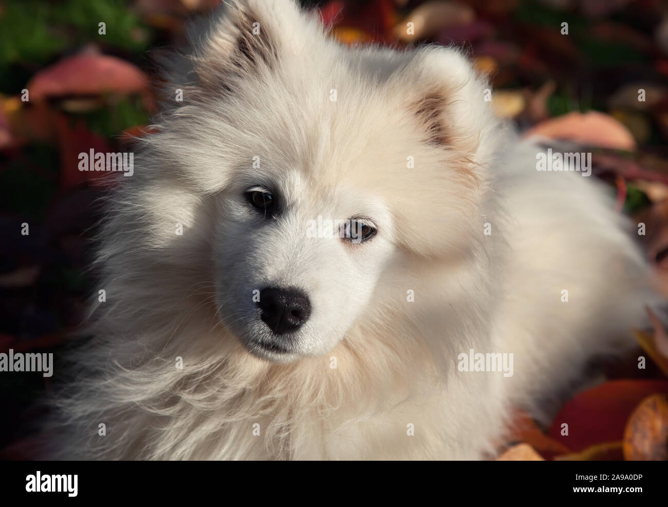 Chiot samoyède sur la pelouse à l'automne Banque D'Images