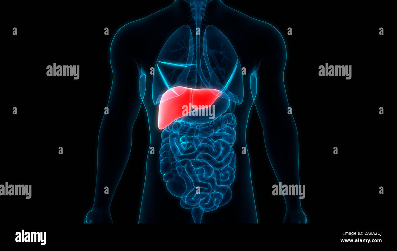 Les droits de l'organe interne Système digestif Anatomie du foie Banque D'Images