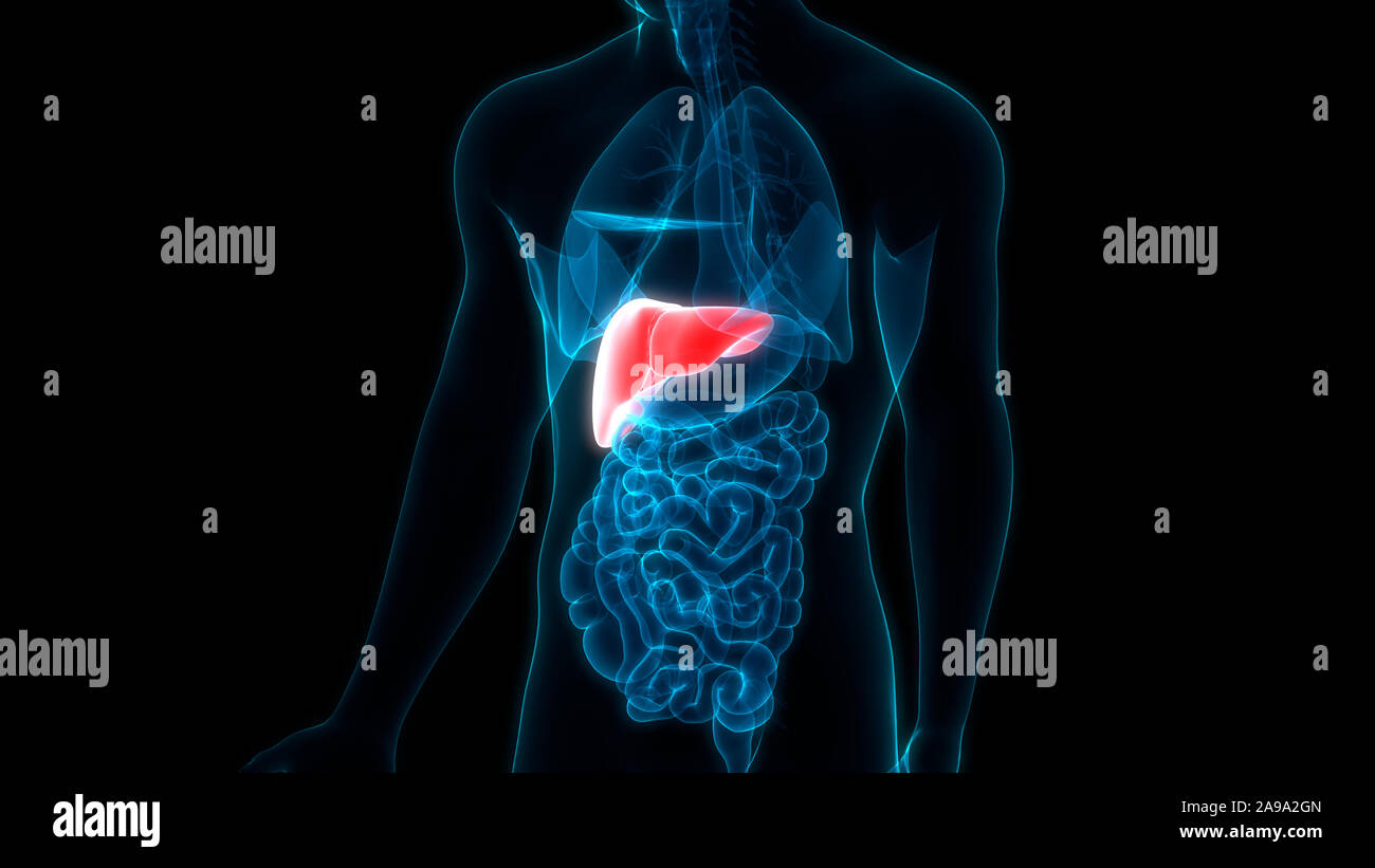 Les droits de l'organe interne Système digestif Anatomie du foie Banque D'Images