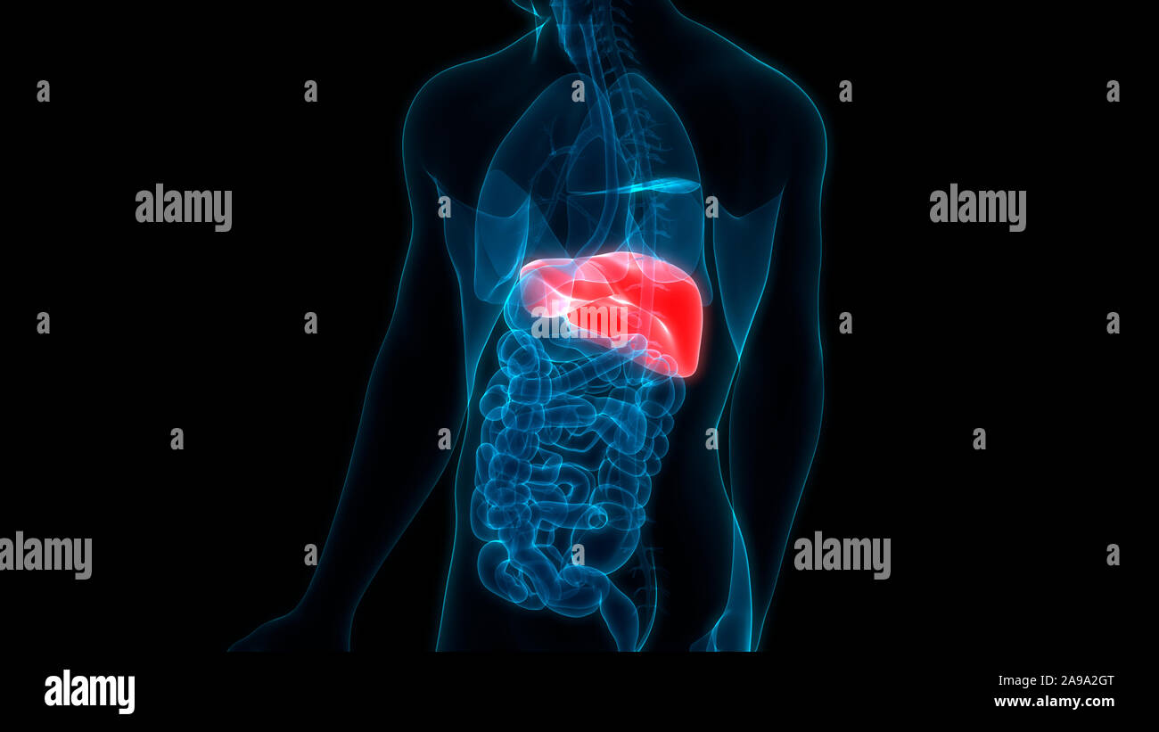 Les droits de l'organe interne Système digestif Anatomie du foie Banque D'Images